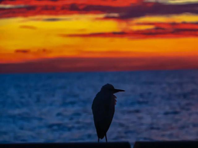 以礁为家 以海为伴 他们用忠诚守护这片蔚蓝