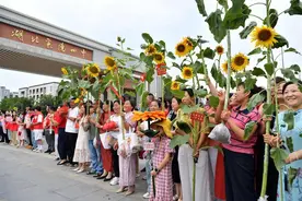 高考催生“花经济” “葵”花绽放襄阳城图片