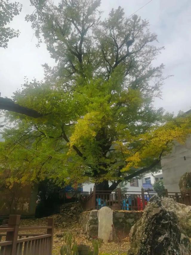 “刷爆”洛阳人朋友圈的金色，谁看谁心动～