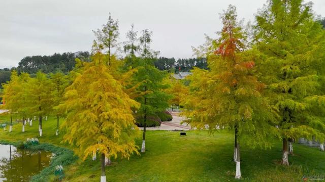 仪陇的秋天很美啊!