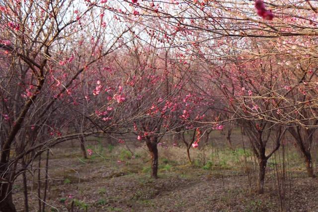 枝江2026年第一波梅花开了！