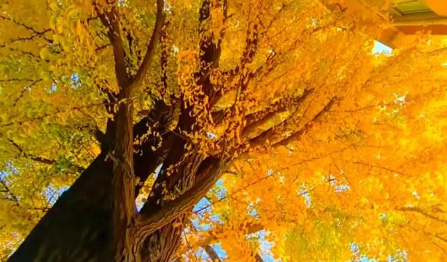 醉美坊子｜秋染小城，被时光温柔以待