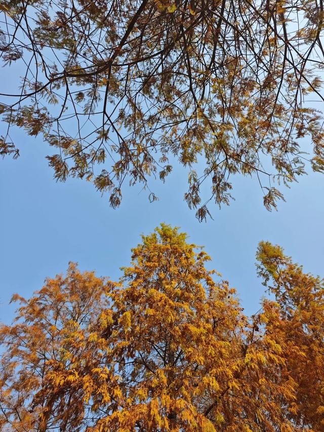 大寒游清城：红杉、花海、甜果，品尽冬日三味