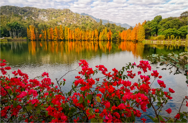 码住！肇庆这些秋冬花景即将上线，打卡别错过！
