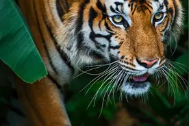 广州动物园老虎体态瘦弱只能吃草？官方回应图片