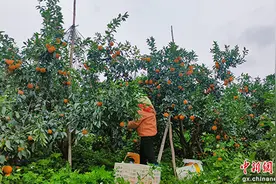 南宁江南区水果出口持续“热辣滚烫”图片