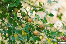 （乡村行·看振兴）浙江常山：小小油茶果成就十亿级大产业图片