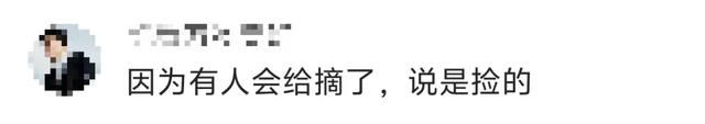 景区禁止游客捡枫叶是小题大做吗