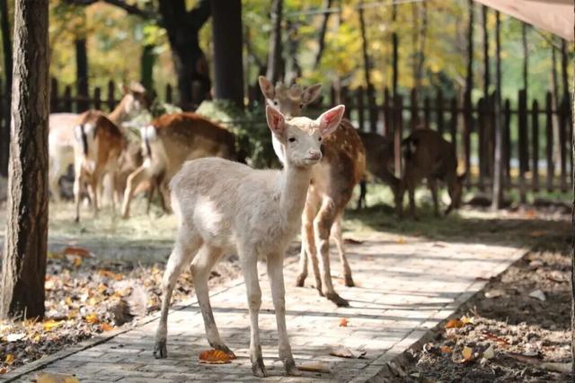 畅游年卡上新！解锁2026全年精彩，省钱又省心
