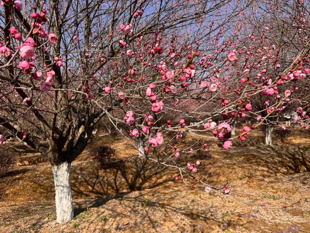 不是周末，人都巨多！武汉赏梅热潮持续，市民游客“踏香而来”