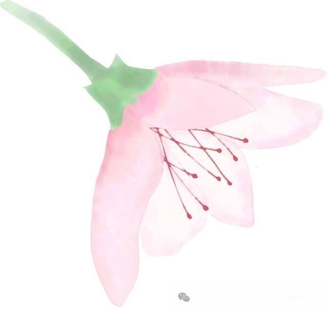 【冬季暖阳 凉山不凉】比春天先来的浪漫，是西昌的冬樱花