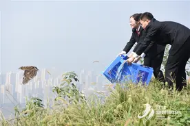 珞璜镇云篆山顶，现场直击5只猛禽回归自然！图片