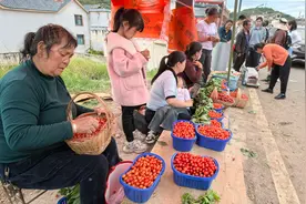 昭通市昭阳区万亩樱桃采摘忙 避暑旅居正当时图片