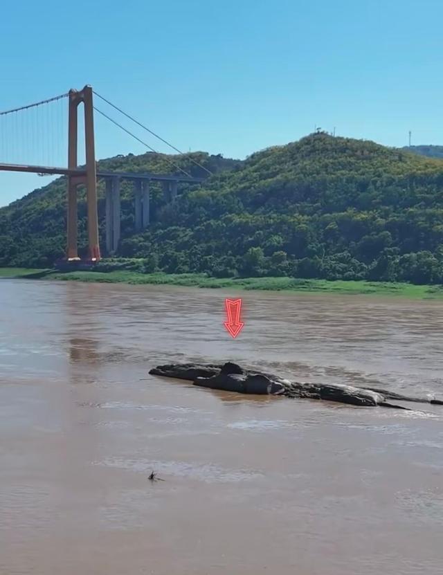 长江重庆段水位下降露出600年历史石佛，许多游客隔岸参观祈福