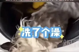 猫在洗衣机里洗了2分钟才被发现 猫：脑瓜子嗡嗡的图片
