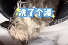 猫在洗衣机里洗了2分钟才被发现 猫：脑瓜子嗡嗡的图片