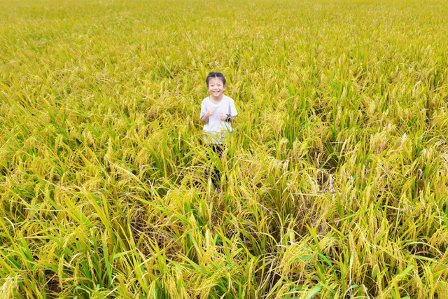 美翻！万亩稻田“丰”景藏不住了，11月23日高明稻马见～
