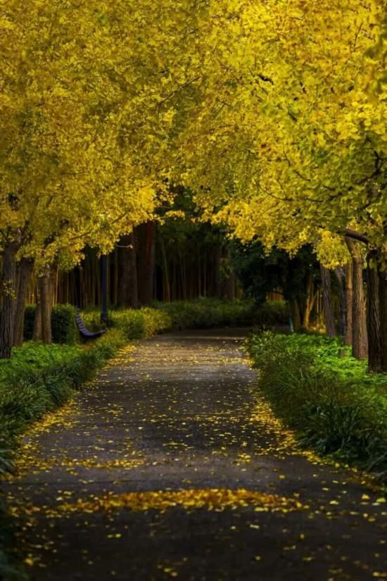 漫步这座“莫奈花园”，邂逅申城油画里的秋天