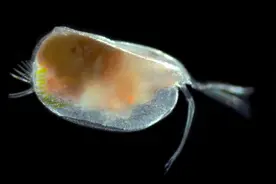 第41次南极考察｜冰川与波涛之下——走进南大洋动物世界图片