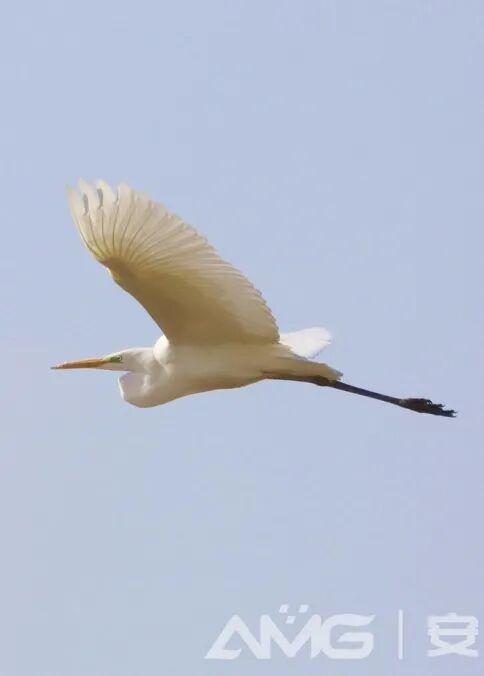 这几年，白鹭爱上了安阳