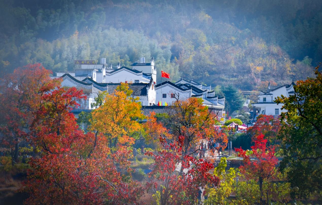 秋天来罗田,好“柿”正发生!