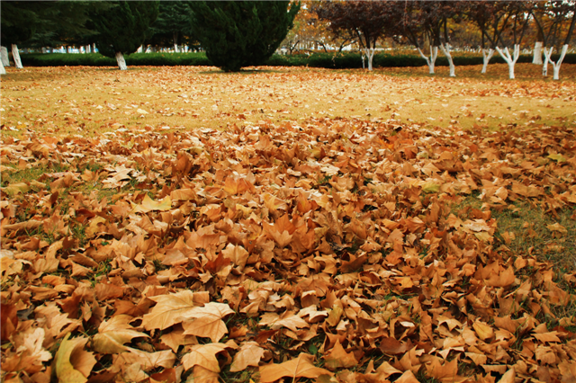 留住秋日浪漫！文登这7处区域落叶缓扫