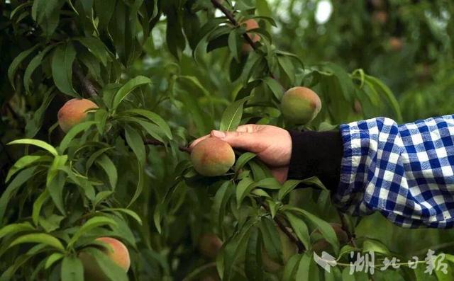话说蕲春彭思丨好景 好吃 好玩
