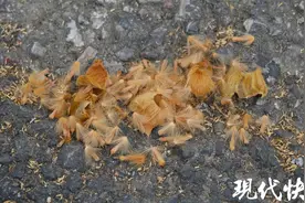 “飞絮时间”开启，南京启动法桐夜间吹絮治理图片