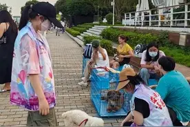 领养流浪动物图片