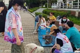 领养流浪动物图片