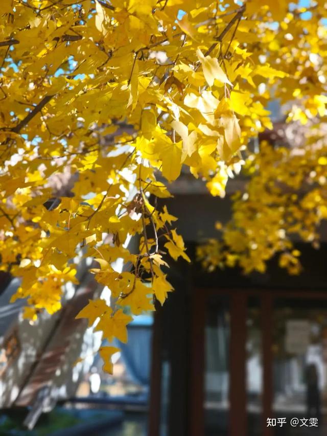 如何描述“北京的秋”？这是一期有温度的推送……