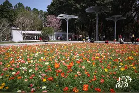 图集丨姹紫嫣红花缤纷，迎春花会受追捧图片