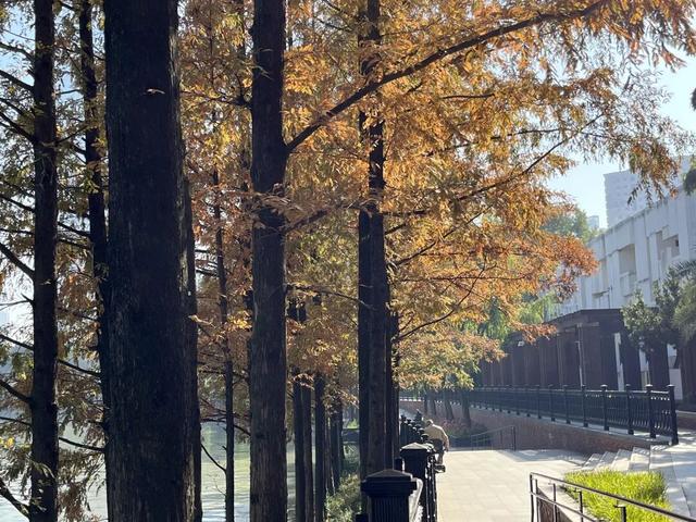 美翻了！苏河湾“红枫天桥”上线！更多金色、橙色、赭红色正在路上……来看↗