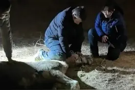 “白龙”走了，感谢英雄的马儿图片