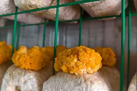 云话山东｜“桑蛾子”住进智能方舱变身“软黄金”图片