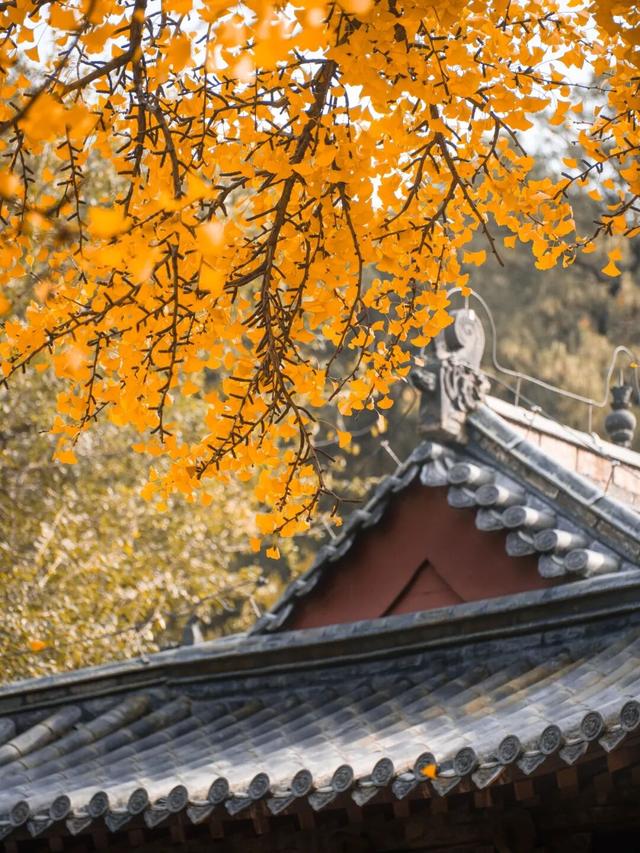 周末走起！济南有处“私藏秘境”：二重金色，千年之约！古银杏树+古刹，美出静谧诗意~~
