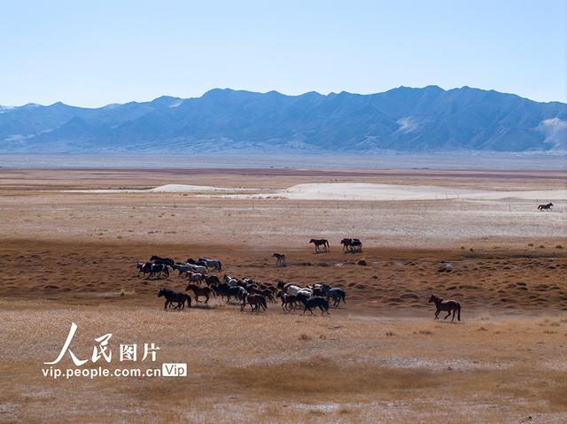 甘肃阿克塞：高原秋景入画来