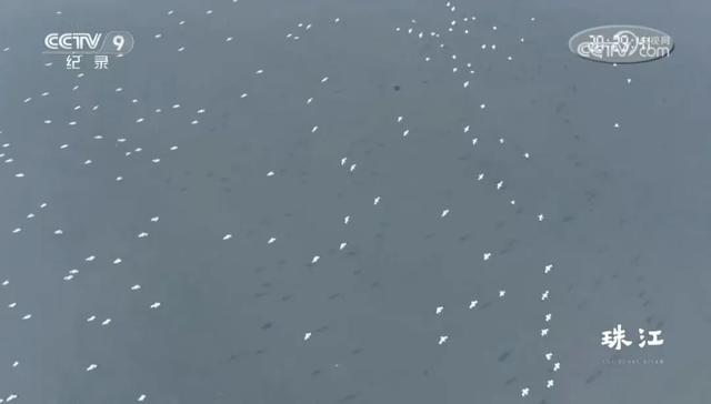 跟着《珠江》游增城！纪录片里的这些地方，一定要打卡