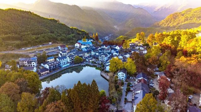 临安，一座被银杏腌入味的城市