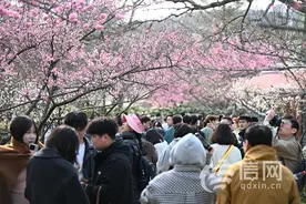 青岛市南区“花路”迎客流高峰 赏花经济打造沉浸式旅游新体验图片