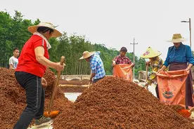 八角飘香迎丰收图片
