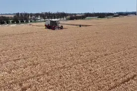 山东菏泽：小麦开镰收割 夏粮丰产丰收图片