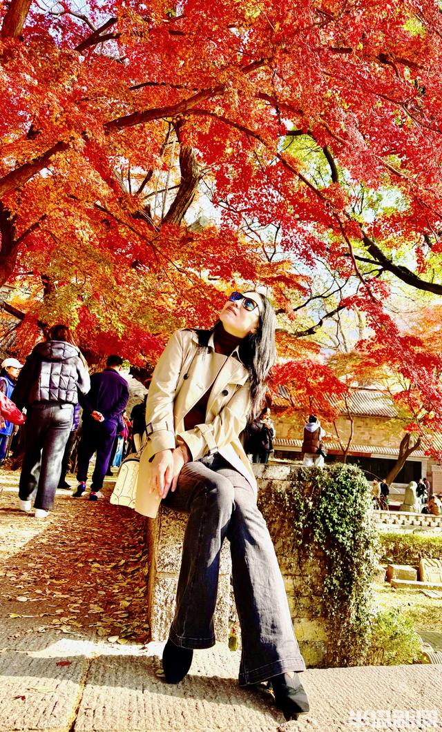 冬藏“枫”景！太清宫百年红枫进入最佳观赏期