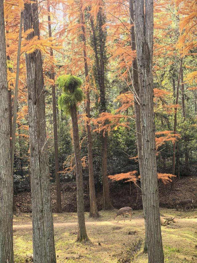 晚潮｜长乐初冬暖融融