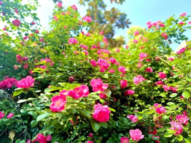 来溧水看“花花世界”