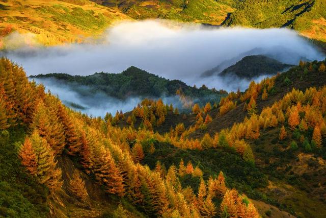 赏彩林不用去川西 凉山的“大兴安岭”，随手一拍就是大片！丨图集