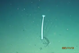万米深渊之下：中国科学家揭秘海底世界的基因奥秘与生命奇迹图片