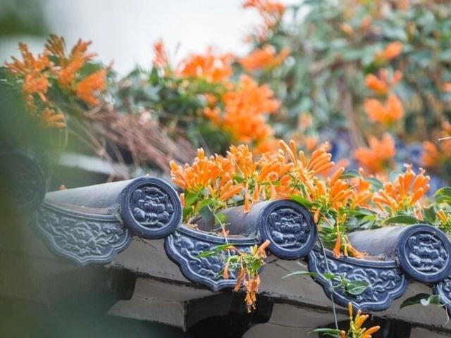 北京号最精彩 | 赶600年大集、赏冰封玫瑰！年前就去这→