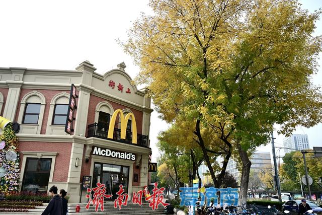 一年四季 泉在济南丨秋风绘金叶 泺源大街展秋日长廊