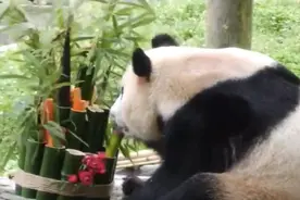 30秒｜“福宝”亮相首日：解锁各种“吃播”姿势图片